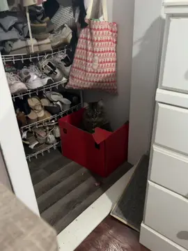 #catsoftiktok #cat 