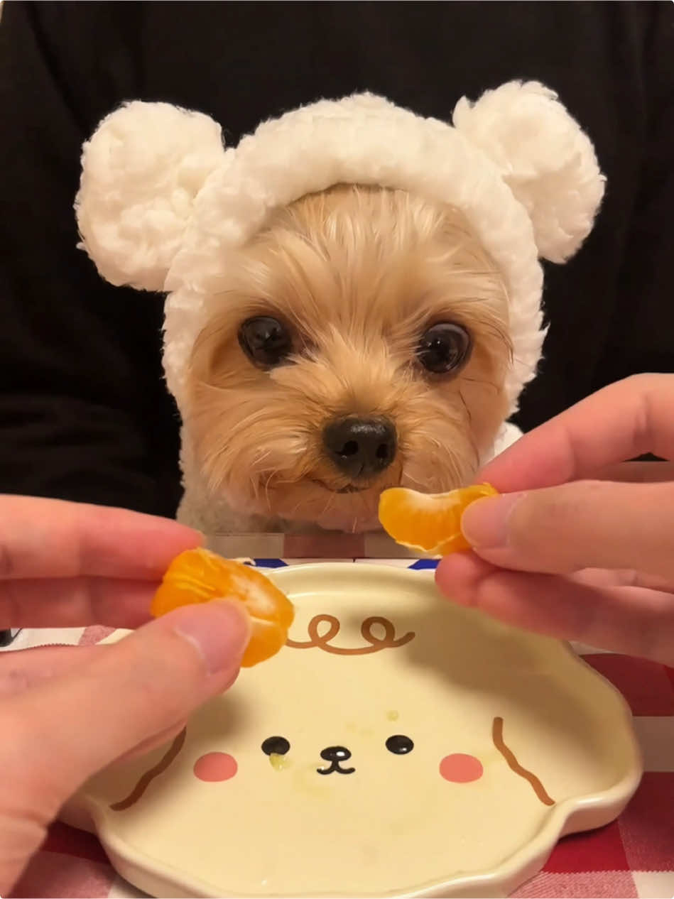 Bubble eating show. #fyp #doglover #foryoupage #yorkshireterrier #yorkshireterrierlove❤ #dogtok #dogeating #dog #cute #eatingshow #eatingsounds #eatingasmr #amsr #doglovers #mydog #dogs #tiktok #fypシ 