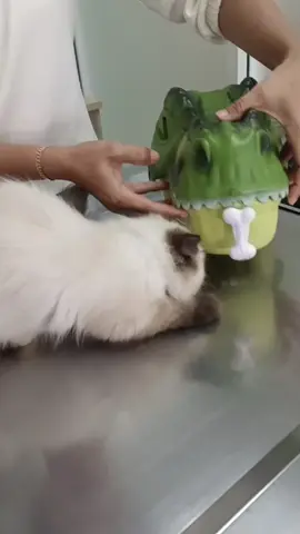 😹♥️