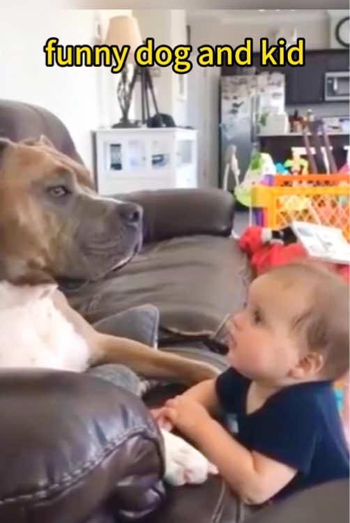 🐶🍼Funny dogs and kids #usa🇺🇸 #jyp #baby #pet #tiktok 