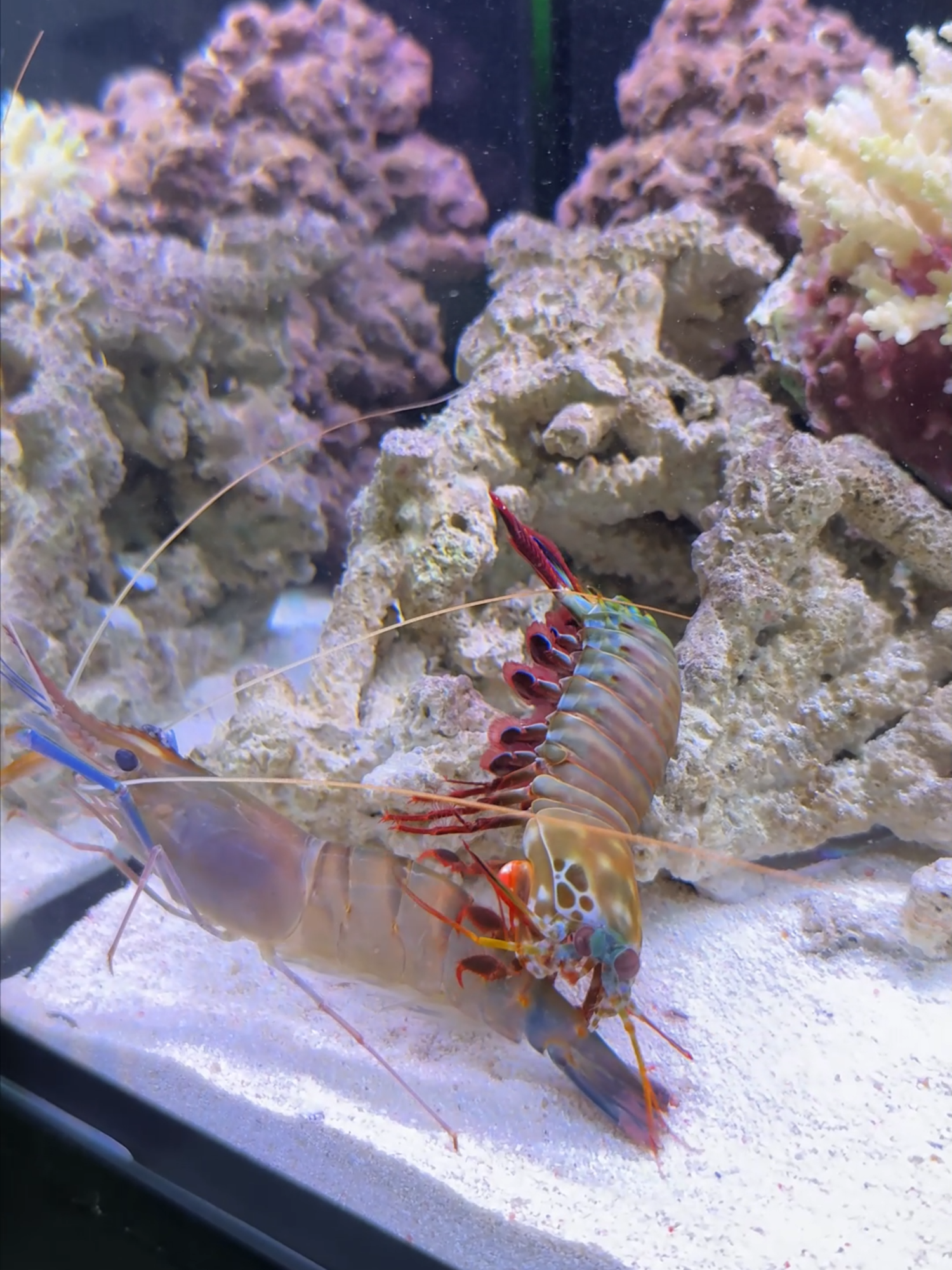 Mantis shrimp want to get lobster into the cave🤯 part 4