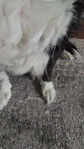 #fyp #trendy #foryoupage❤️❤️ #dog #funnytiktok #funnydogs #trendingvideo 
