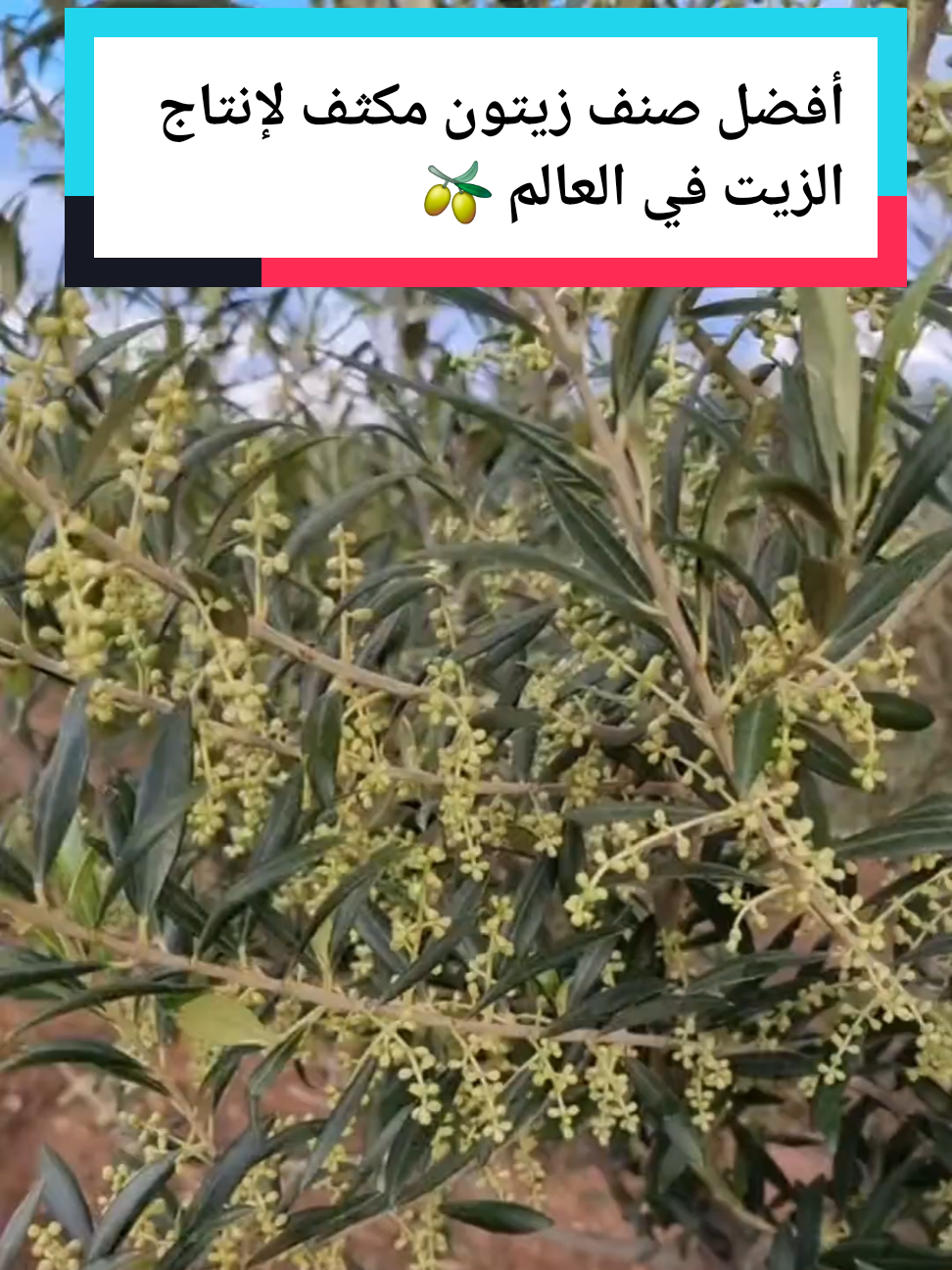 أفضل صنف زيتون مكثف لإنتاج الزيت في العالم صنف الزيتون الاربيكانه #عالم الزراعة مصطفى  طريقة زراعة الشمام تسميد الشمام زراعة البطيخ الأصفر طريقت تسميد الخيار السمدة للخيار  طريقة صمد الخيار زريعه الخيار درجا ازي اسمد الخيار طريقة تسميد البيذنجان طريقة تسميد الفلفل طريقة تسميد البندوره طريقة زراعة امراض البندوره امراض الخيار امراض البيذنجان امراض الفلفل أسباب تصاقط ازهار #عالم الزراعة #الزراعة السهلا #اسرار الزراعة #الزراعة_البندورة #زراعة الخيار #طريقة زراعة البندوره #طريقة زراعة الخيار #طريقة زراعة الفلفل #طريقة زراعة البيذنجان #الزراعة المنزلية #زراعة الشمام #طريقة زراعة الشمام #زراعة البطيخ الأصفر 