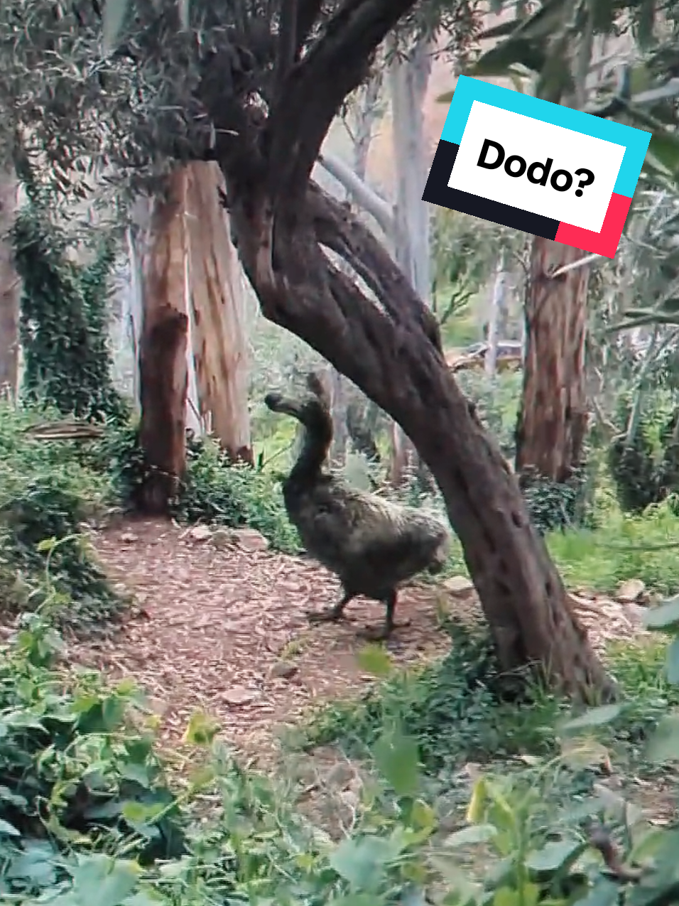 Walked into the forest and found... a Dodo?? 🦤 #cryptozoology #dna #cloning #extinct #dodo #animation #vfx