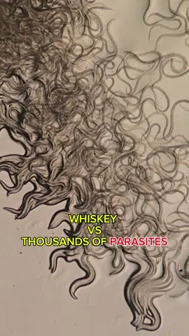 #whiskey #parasites #fyp #intersting #microscope #interestingvideos 