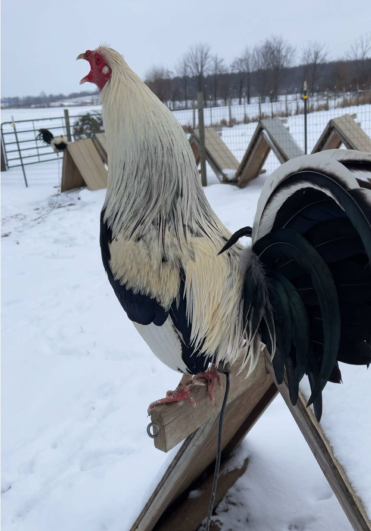 #gallos#jiro#nieve#pachecofarm