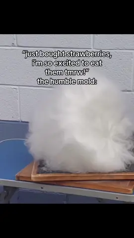 why do they mold SO fast #strawberry #strawberries #angora #mold #bunny #rabbit 