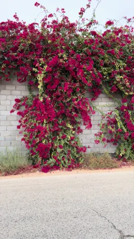 #شاص #14 #اكسبلورexplore 