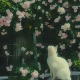 #CapCut Brooklyn Baby #minivlog #Vlog#dreamfilter#dreamy#90s#retro#vintage#template #dreamyaestetic #ghibli #ghiblivibes #pinterest #fypberanda #japanvibes #japan cr video from pinterest and tiktok 