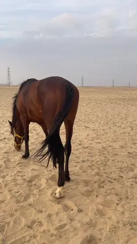 #النعيرية #اكبسلور #الابل #الابل🐪 #الصياهد 