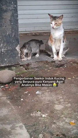 Pemandangan Mengharukan Seekor Induk Kucing yang Menahan Lapar Demi Anaknya 🥹 #catlover #cat #kucing #poorcat #kitten #indukkucing #streetfeeding #kucingpasar 