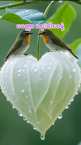 #မေတ္တာမစူးပါစေနဲ့#စာပေဗဟုသုတ #🌹🌹🌹🌹🌹🌹🌹🌹🌹🌹 