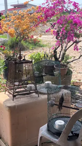 ad pemain kaa🥴#merbahkapur #fyp 