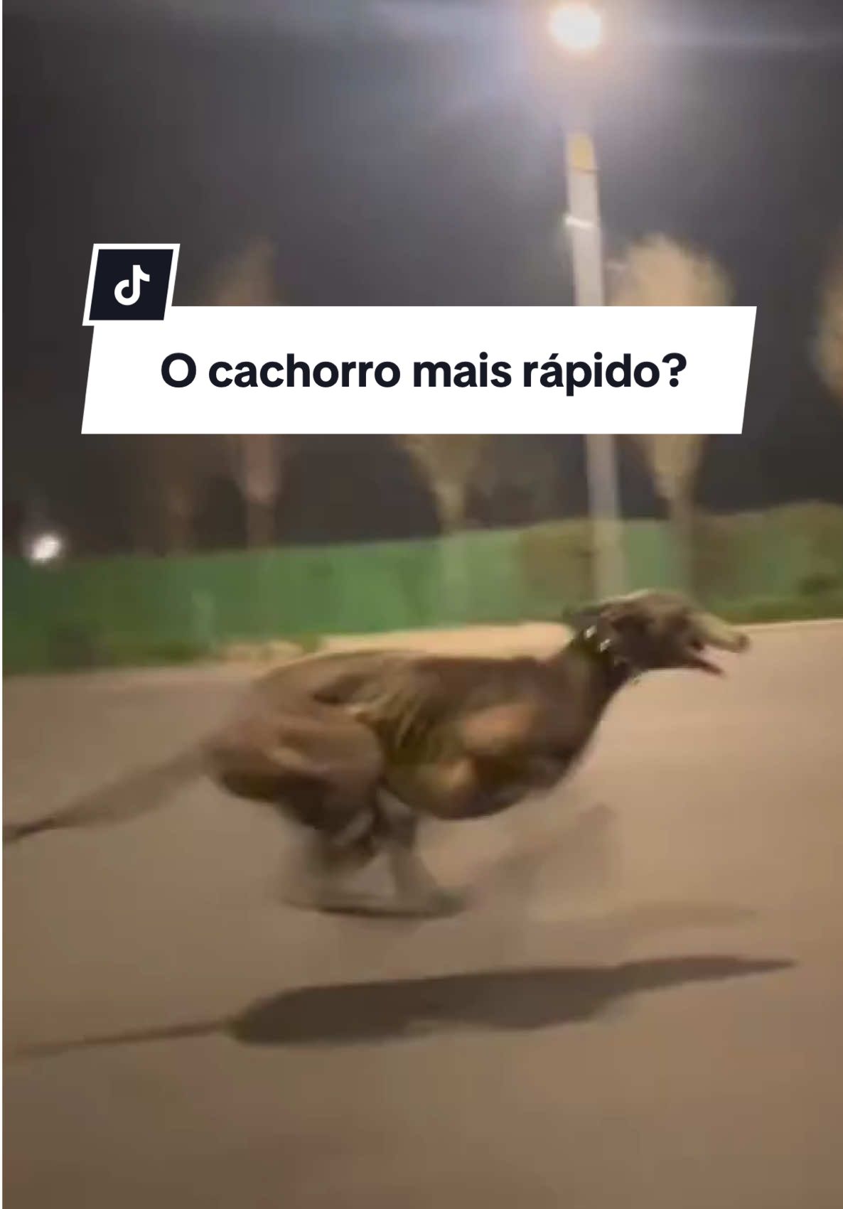 Respondendo a @Davi Paes  Se os cães tivessem uma Olimpíada, os Galgos levariam TODAS as medalhas de ouro na corrida! 🥇🔥 O Greyhound, por exemplo, pode atingir até 72 km/h em poucos segundos! Isso faz dele um dos animais terrestres mais rápidos do mundo. 🏎️💨 Mas você sabia que os galgos não são só velocidade? 👀 🐕 Baixo nível de energia em casa – Apesar da fama de atletas, eles são chamados de couch potatoes (batatas de sofá) porque AMAM descansar depois de uma corrida! 💓 Coração gigante (literalmente!) – O coração dos galgos é maior que o de outras raças, o que permite uma circulação sanguínea absurda durante o sprint. 👃 Caçadores visuais – Diferente da maioria dos cães que caçam pelo faro, os galgos detectam presas pelo movimento à distância! E aí, você teria pique pra acompanhar um desses? Ou deixaria ele correr e esperaria no sofá? 😆🐾 #Galgos #Greyhound #greyhoundsoftiktok #greyhounds #galgo #athletics Galgo Correndo | Grey Hound Correndo | o cão mais rápido do mundo | cinofilia 