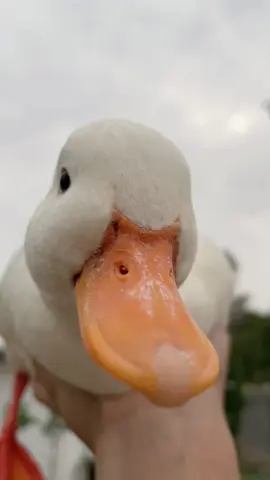 ต้มสะบ้อ เนื้อแน่นมาก 🤣#mareenandtheduck #callduck #callducks #ฟีดดดシ 