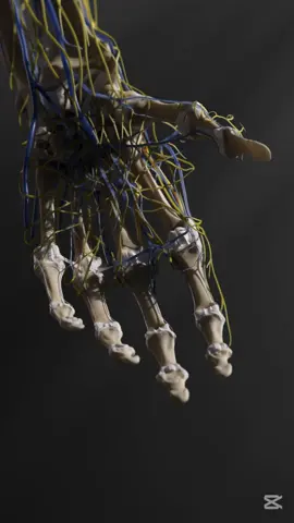 Watch the body’s highways come to life—nerves, veins, and lymph vessels branching like a living map. #3DPrinting #MedicalInnovation #AnatomyModel #FutureOfMedicine #Medical3DPrinting #ScienceMeetsArt #SurgicalTraining #3DScanning #DigitalToPhysical #NextGenHealthcare