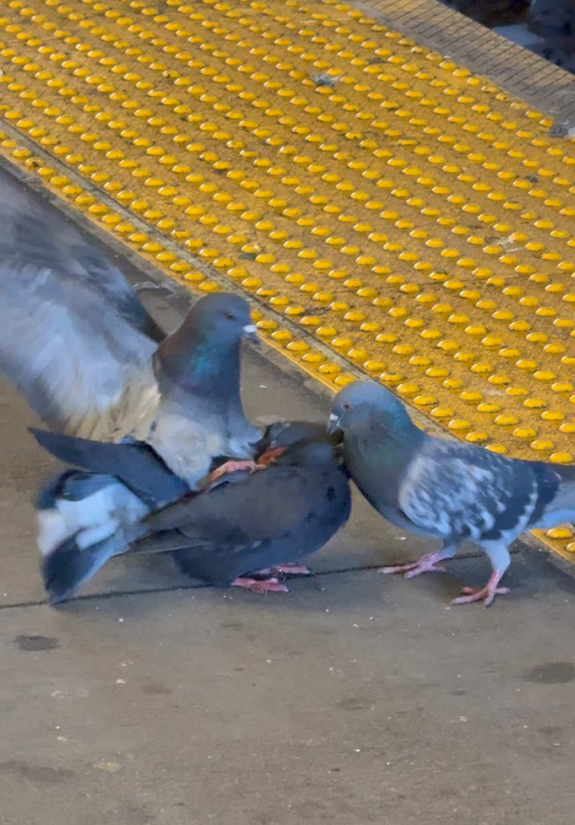 Classic NY love triangle 🐦 #subwaycreatures #fyp #foryoupage #subway #iloveny #nyc #pigeonsoftiktok #pigeons 