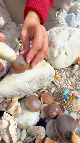 Finding Hidden Treasures on the Shore and rare pearl #pearl #pearls #jewelry #seafood #pickingpearls #fyp 