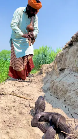 #wildliferescue #naagjogi🐍🐍 #fyppppppppppppppppppppppp #wildliferescue #viralvideo 