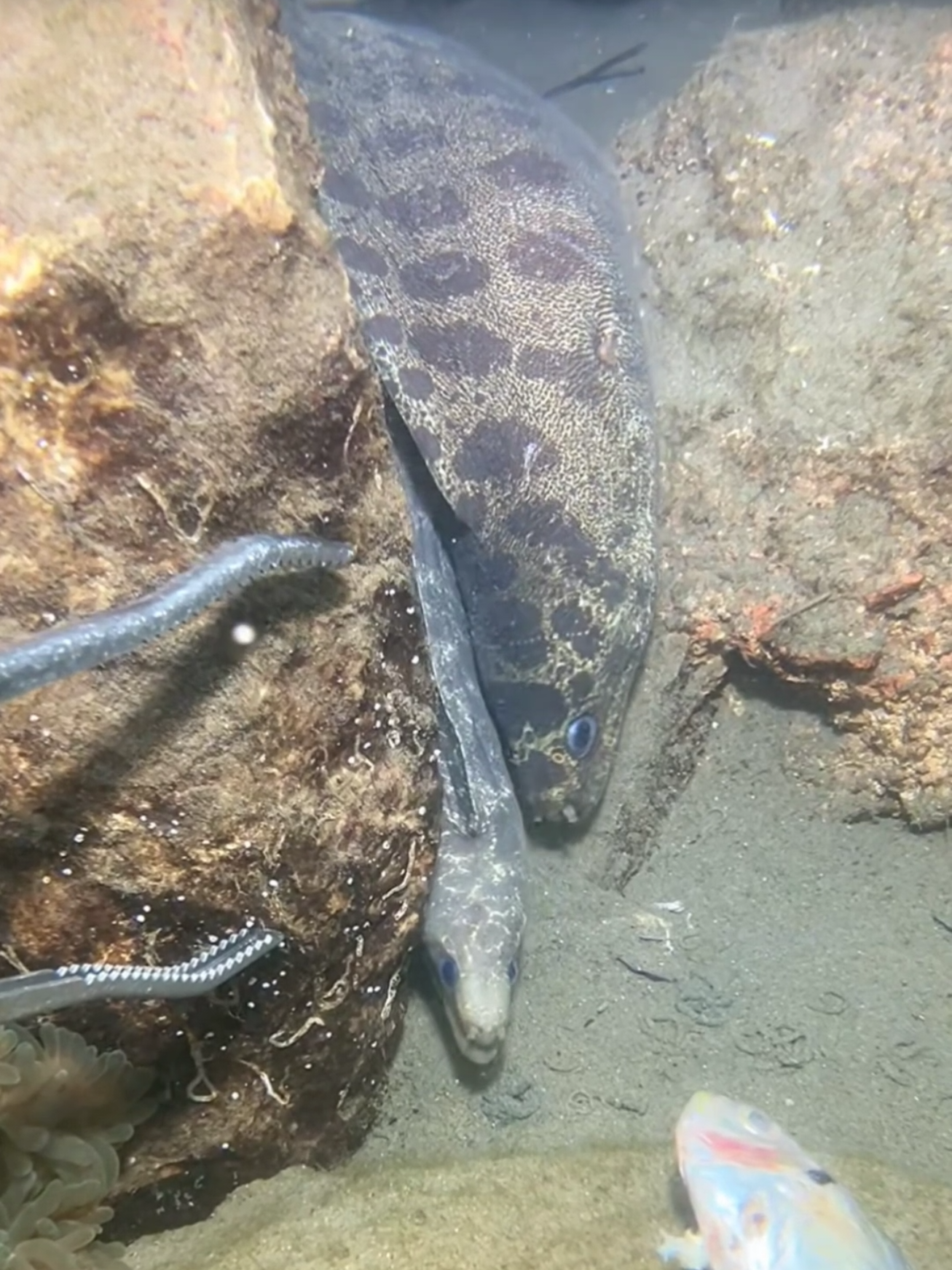 #diving #crab #catchthesea #seaside #seafood #fish #eel #lobster #seangsolofishing