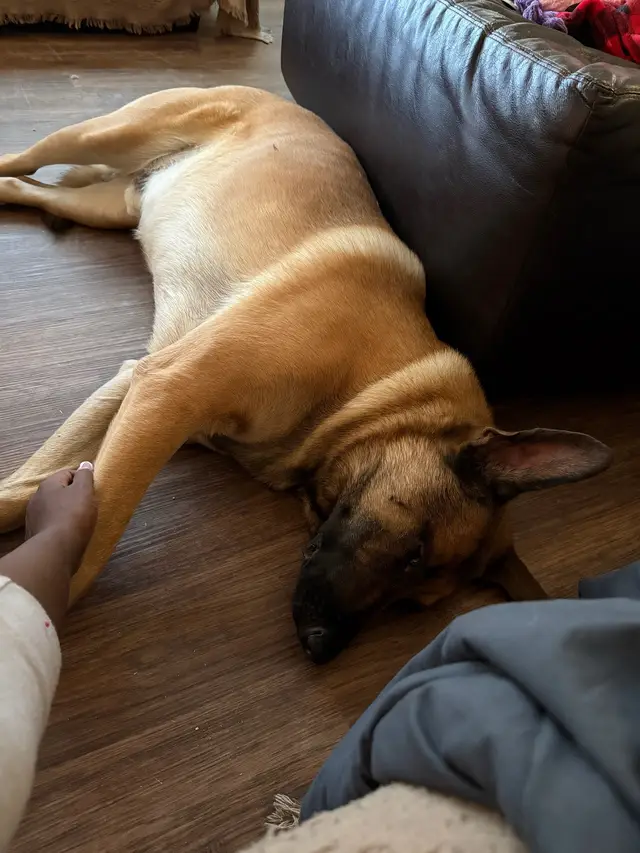 #shepananoischronicles #maxymillions #Napslikehehasafulltimejob 