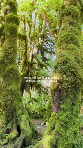 maybe you just need to escape the city for a little #travel #nationalpark #Outdoors #travelinspiration #forest #twilight 