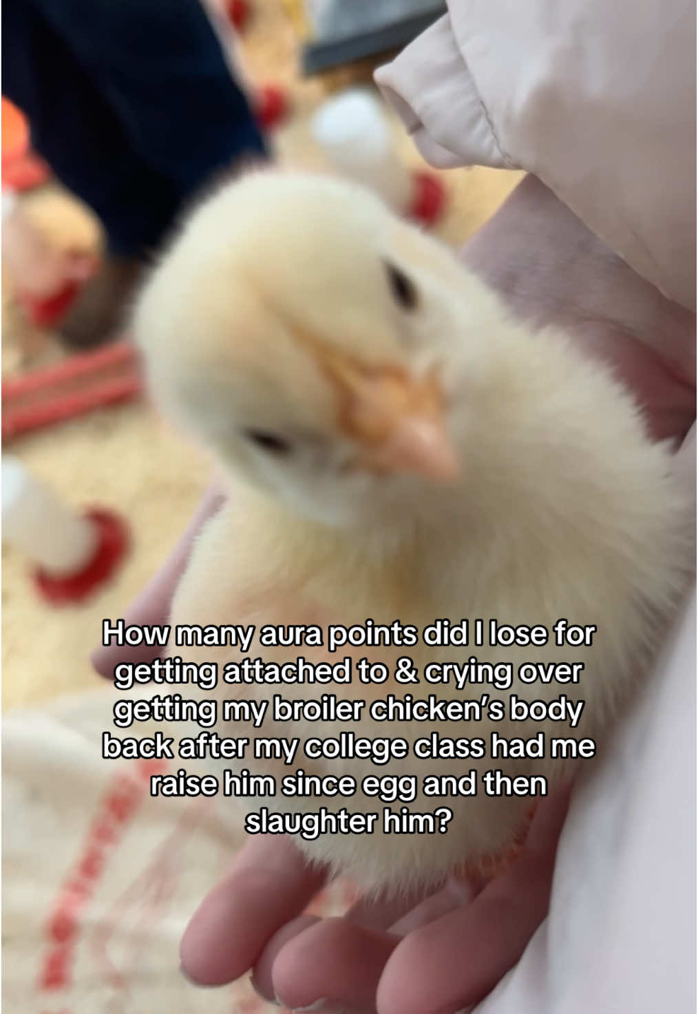 At least the last thing he felt was a loving hand. Rest in peace, Phillip.❤️🐓 #chicken #college #university #farmlife #chickens #broilerchicken #cowboy #cowgirl #farm #school #fyp #fypシ #trending #trend #relatable #aura #aurapoints #sad #lgbtq #lgbt #bi #farming #america 