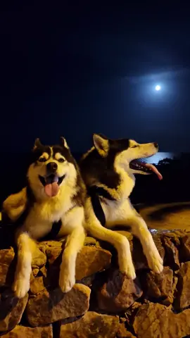 #husky #full #moon #flypシ #fouryou #tiktok #reels 
