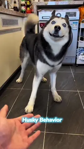 Husky behavior.#husky #huskysoftiktok #dog #dogs #puppy 