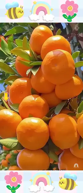 Bonsai Orange Tree Seeds#goodstuff #titokshoploveatfirstfind #fyp 