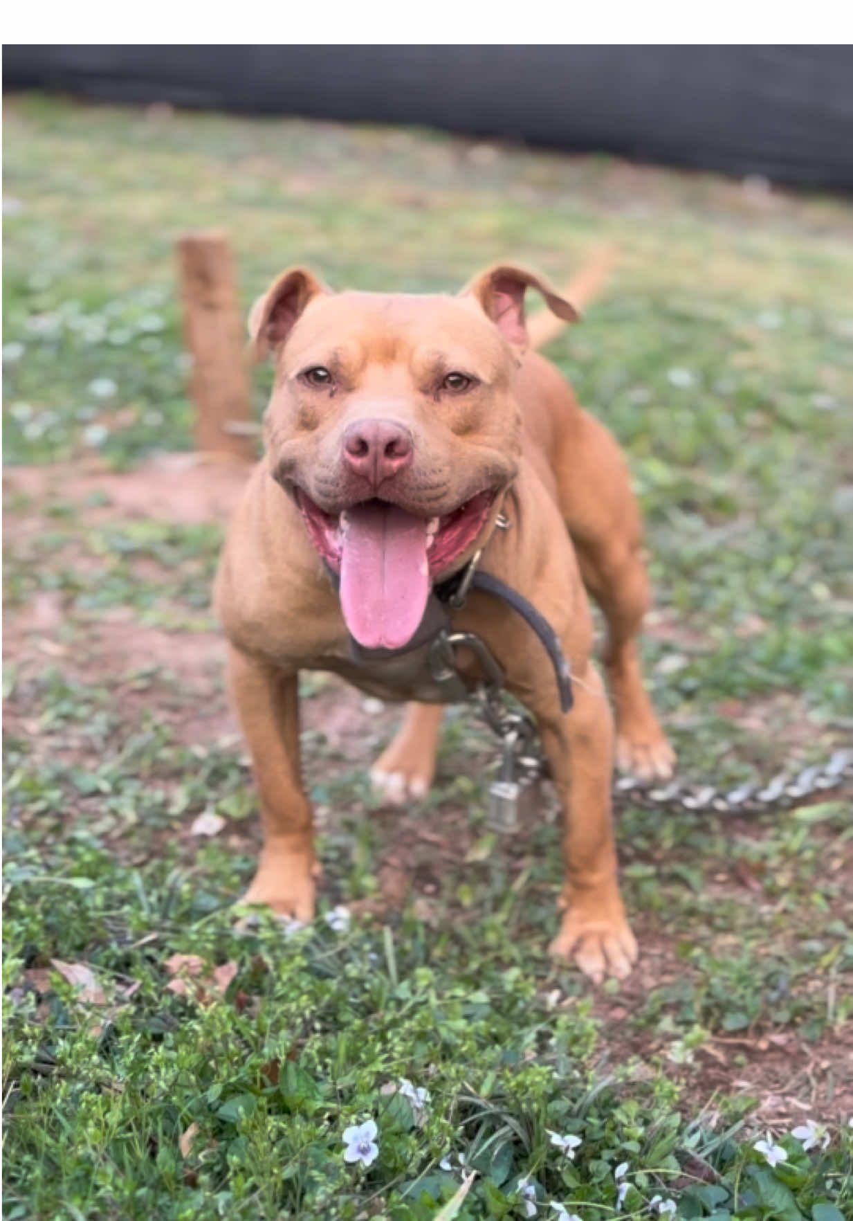 The World Famous CANELO‼️ 🤩🇺🇸 #MakeAmericaGameAgain #BrickhousePerformance #McNabbDogs #APBT #americanpitbullterrier #realapbt #pitbulls #workingdog #breeder #adba #kennel #pitbull #dogman #fyp #Nigerino #redboyjocko #Bolio 