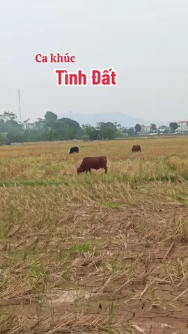 #nhachaymoingay #xuhuongtiktok #viralvideo #canhdepthiennhien ##quehuong 