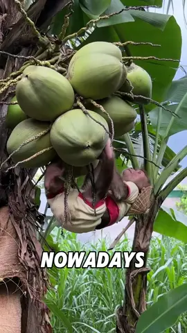 “Working Monkey”#fyp #tiktok #animals #foryou #viral #fuuny 