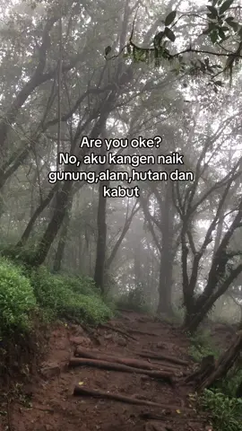 #alam #hutan #kabut #pendakigunung #pendakiindonesia #pendakifomo #fyp 