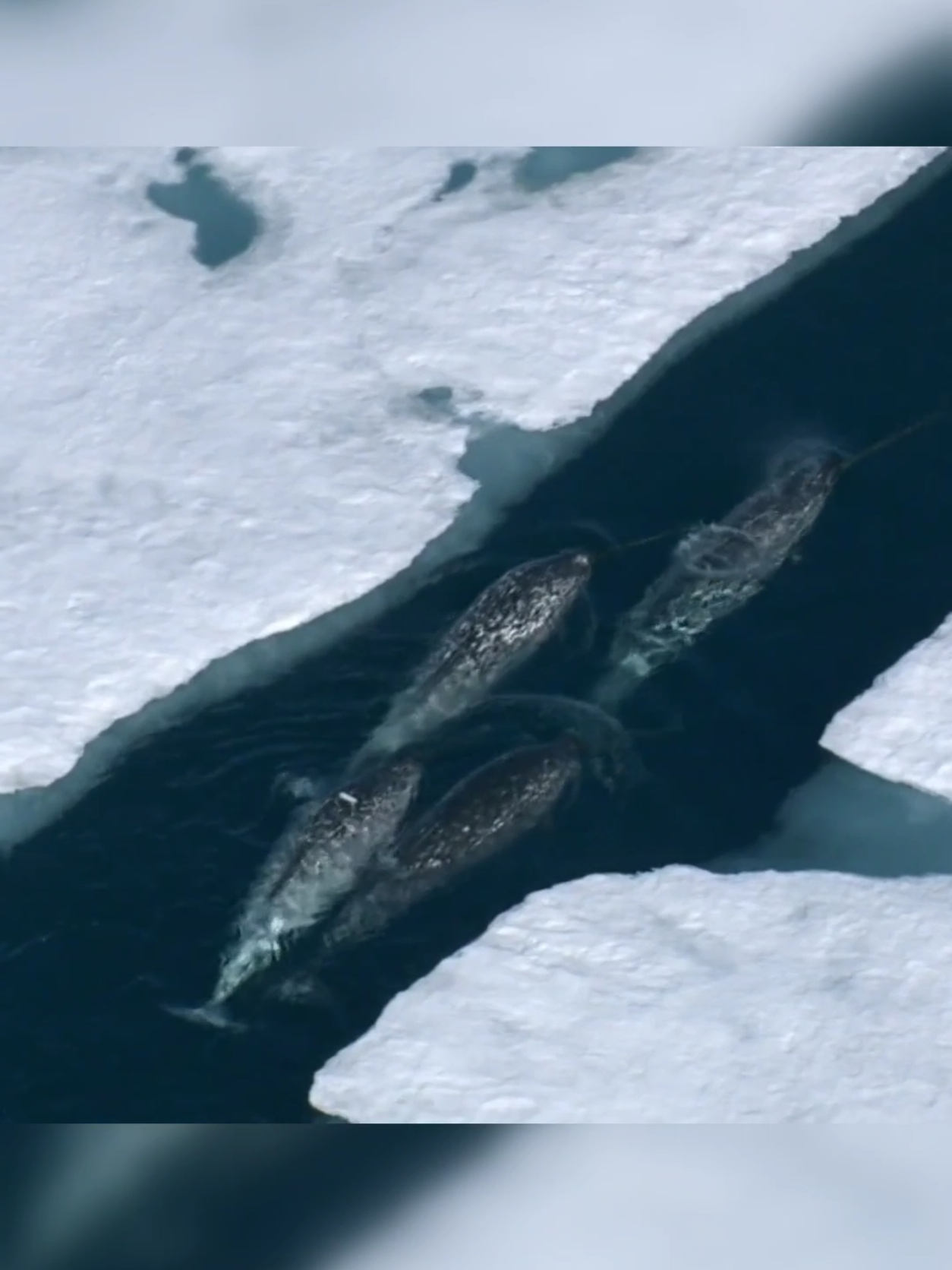 Narwhals In The Arctic  #sealife #wildlife #animal #animals #narwhal  #nature