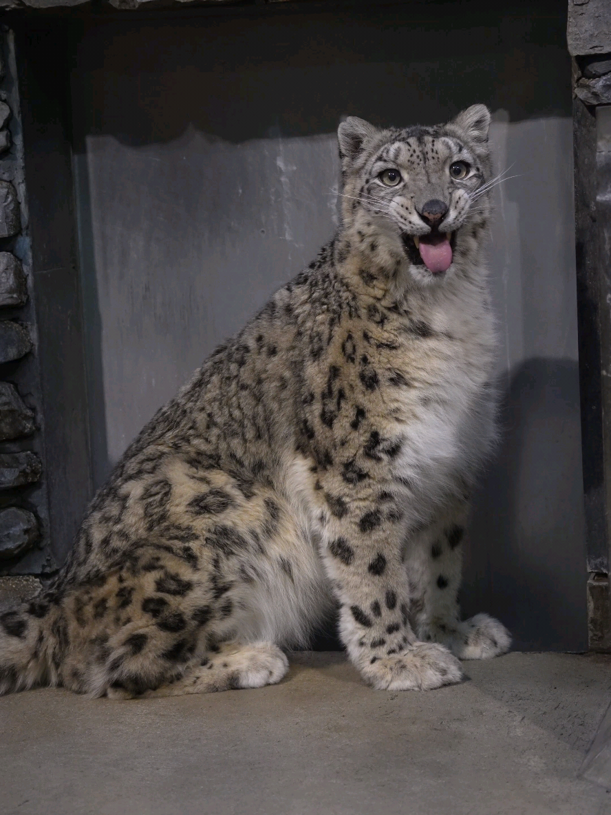 みんな大好きジーマのお顔😛💕 ⁡ ⁡#いしかわ動物園⁡ ⁡ #ユキヒョウ ⁡ ⁡ #ジーマ