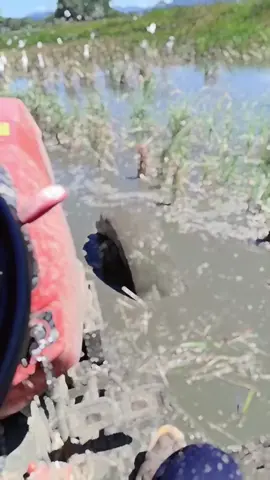 #🇵🇭Teambalaho🇵🇭 #kubotalovers❤️🥰 #farmlife #makeitviral #