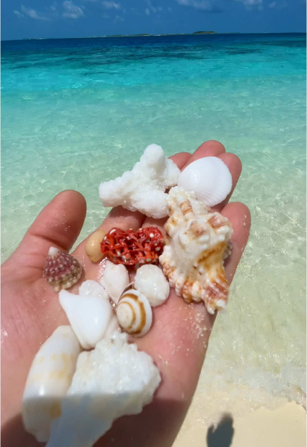 Trésors de l’océan 🐚💦🪸 #maldives #maldivesvacation #ocean #treasure #shell #seashells #passion #coquillage #waves #blue #water #eauturquoise #crystalclearwater #asmr #relaxing #beautifuldestinations #beachvibes #paradise #ozenreservebolifushi #shelling #fry #pourtoi #oceangirl 