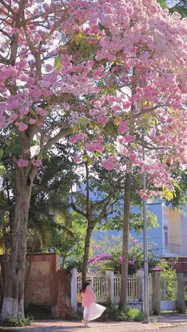 Đi đi em do dự hoa tàn mất #hoakenhong #baoloc #baolocreview #dulichbaoloc #hoakènhồng 