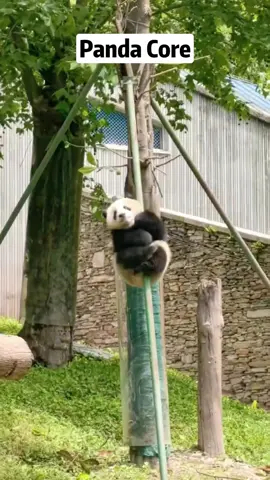 Panda Core #animals #funnymoments #funnyvideo #panda #usa🇺🇸 #animalsoftiktok 