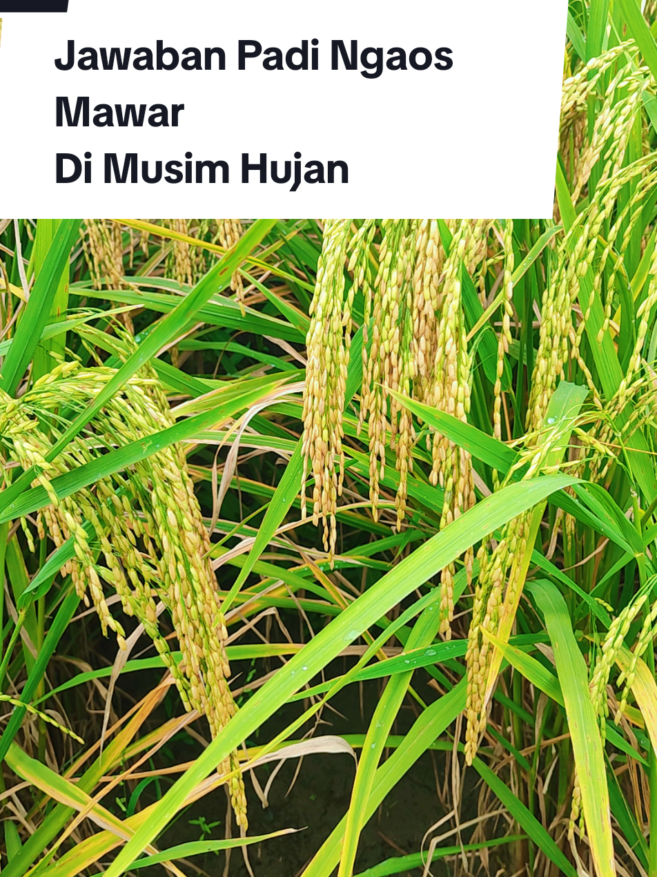 Padi Ngaos Mawar di Musim Hujan #bulirbesar #bulirpanjang #ngaos  #ngaosmawar #bobotngaosmawawar #malaingaosmawar #kelemahanngaosmawar #padimalaipanjang