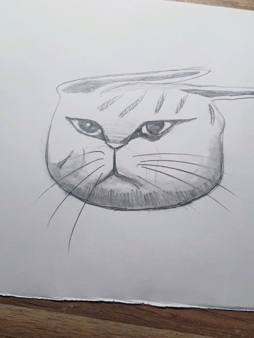 Réponse à @therealreven03 New funny cat compilation 😂 #cutecat #catsoftiktok #catlover #laugh #TimeWarpScan #fyp #drawingcat 