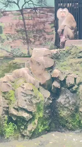 สุขภาพแข็งแรงเหมือนลิง#สัตว์เลี้ยงtiktok #monkey 