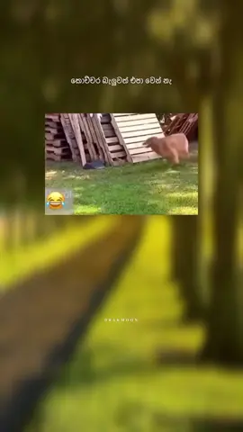🐕😹😹 #fyp #foryou #funny #joke #sinhalajoke #funnyvideos #meme 
