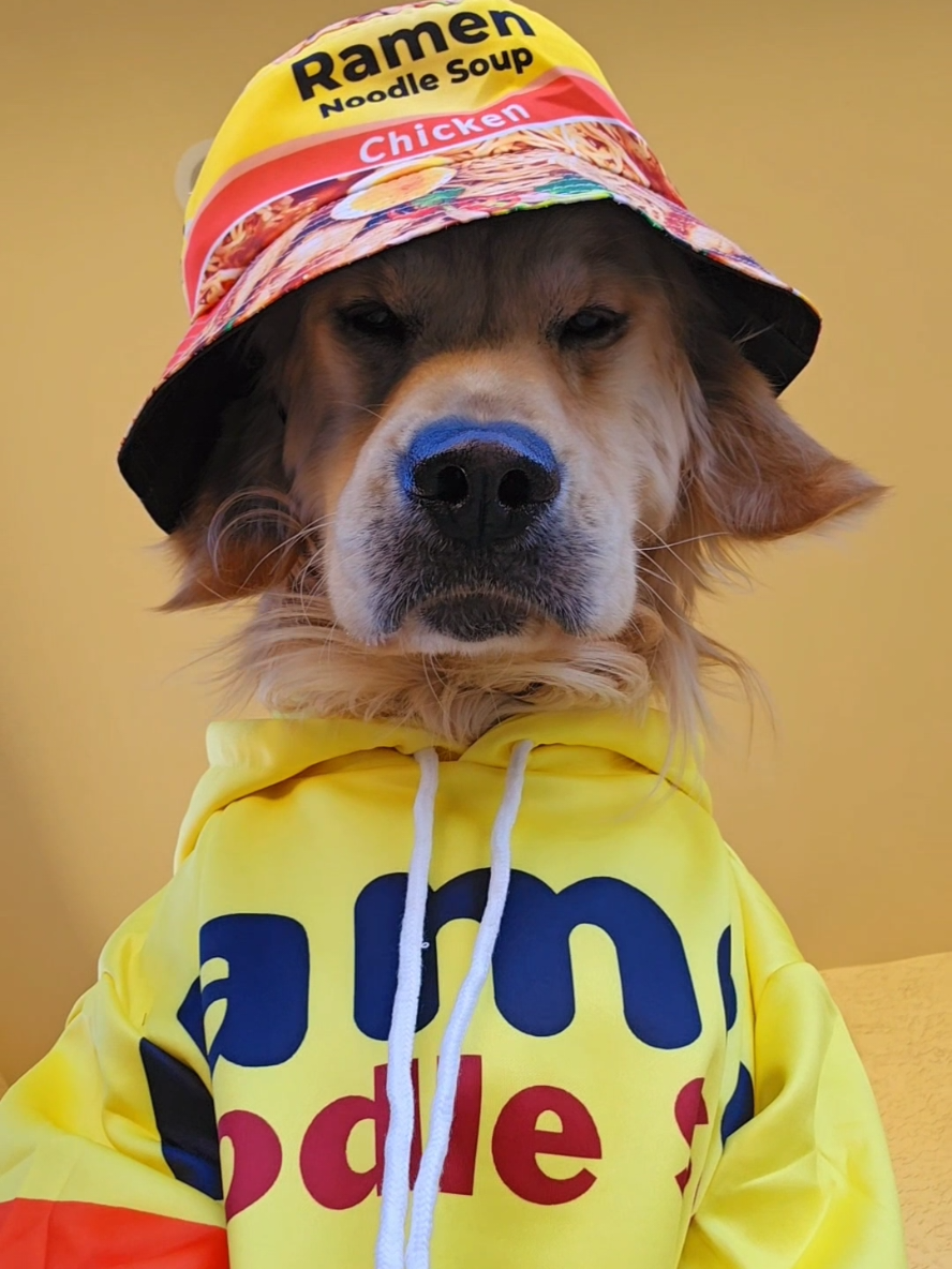 Hat king 🧢 Which hat is your favorite? 🐻🐸🍌🍜 #dogsoftiktok 