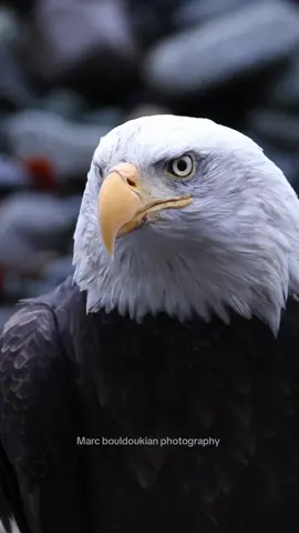 Bald eagle up close 🦅  #baldeagle #eagles #alaska #wildifeanimals #wildlife #baldeagles #wildlifeoftiktok 