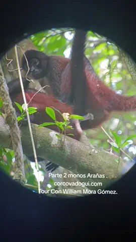 #cotarica🇨🇷🇨🇷🇨🇷🇨🇷  parte dos monos Arañas. Parque nacional corcovado. corcovadoguia.com