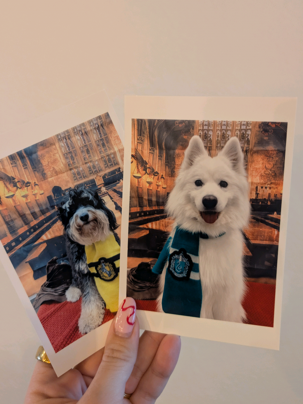 Yes, I paid $20 for these photos 💛 💚  #hogwartshouses #doghogwartshouse #dogmom #funnydog #harrypotter #hufflepuff #slytherin #samoyed #denver #colorado 