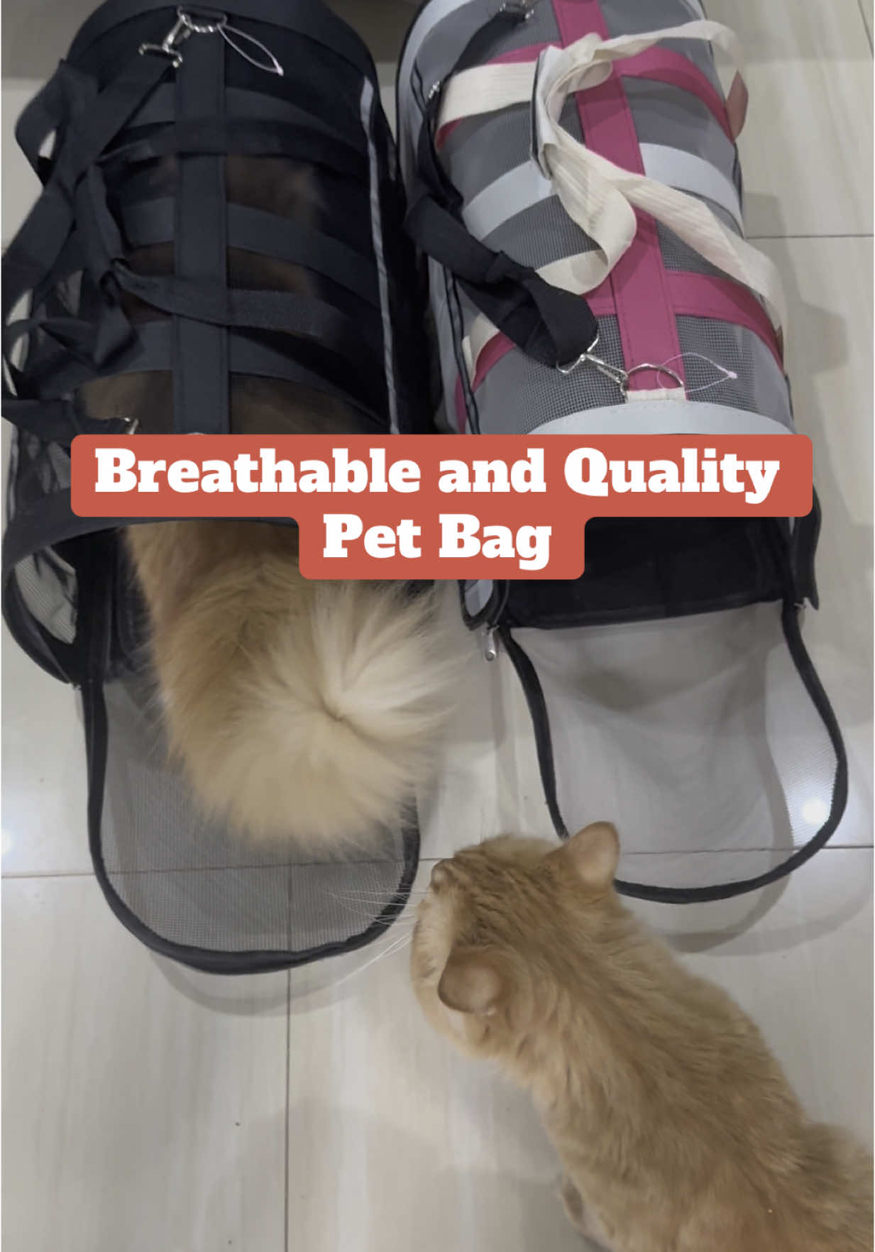 Breathable and Quality Pet Sup Pet Bag. Super Affordable! #PetsOfTikTok #PetsOfTikTok #fyp #petbag #petcarrier #catbag #catcarrier #dogs #dogsoftiktok #catsoftiktok #cats #persiancat #persiancats #kittensoftiktok #kittens 