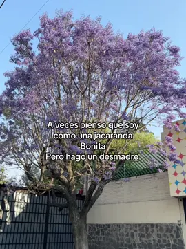 #jacaranda #arbol #naturaleza #bonito #humor #lucero #piscis 